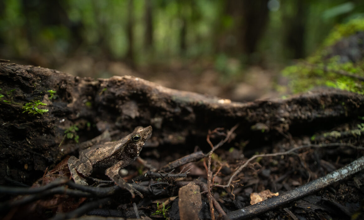 Sharp-Nosed Toad, Loreto, Peru