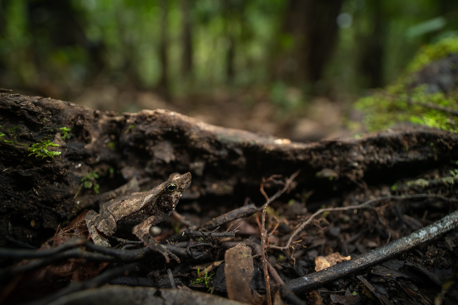 Sharp-Nosed Toad, Loreto, Peru