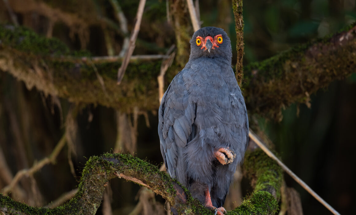 Slate-Colored Hawk, Peru