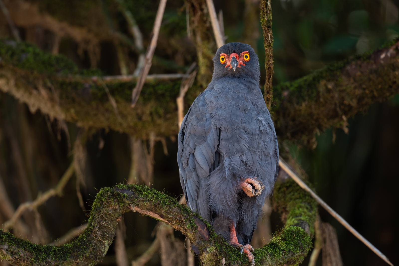 Slate-Colored Hawk, Peru