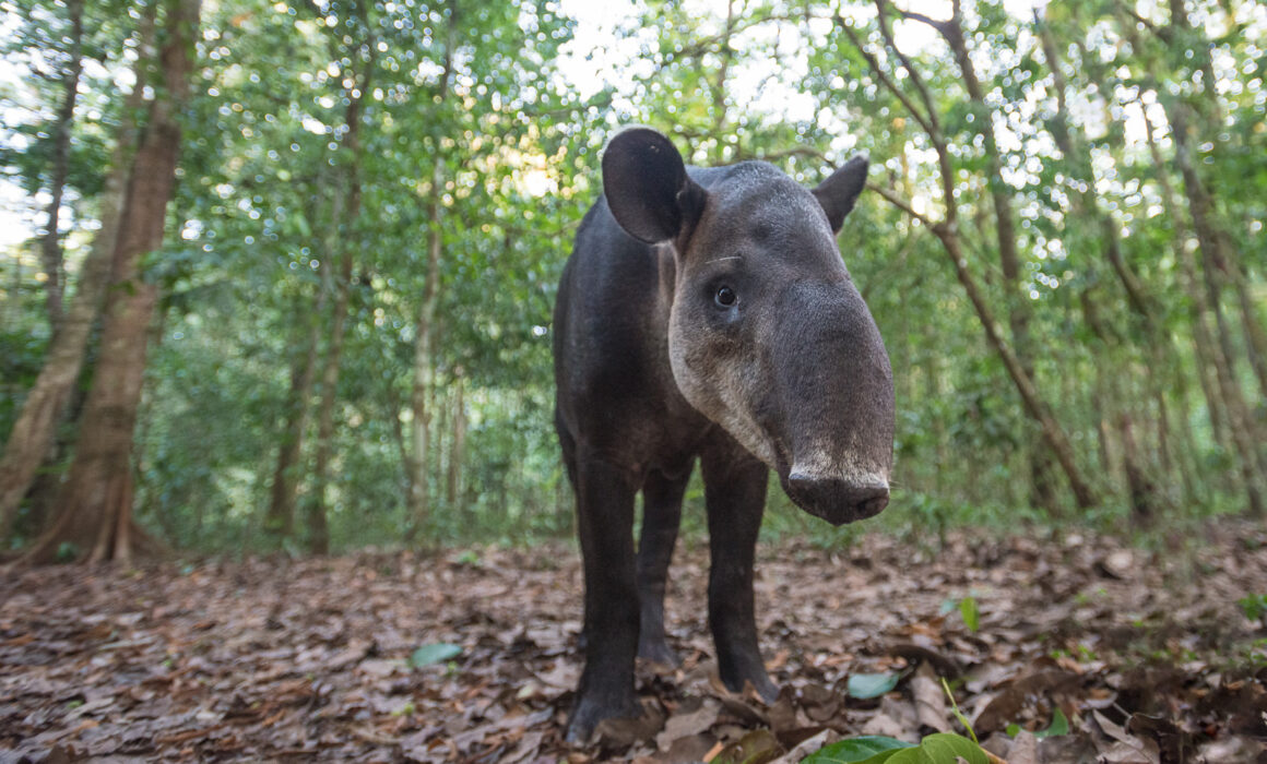Baird's Tapir, Costa Rica