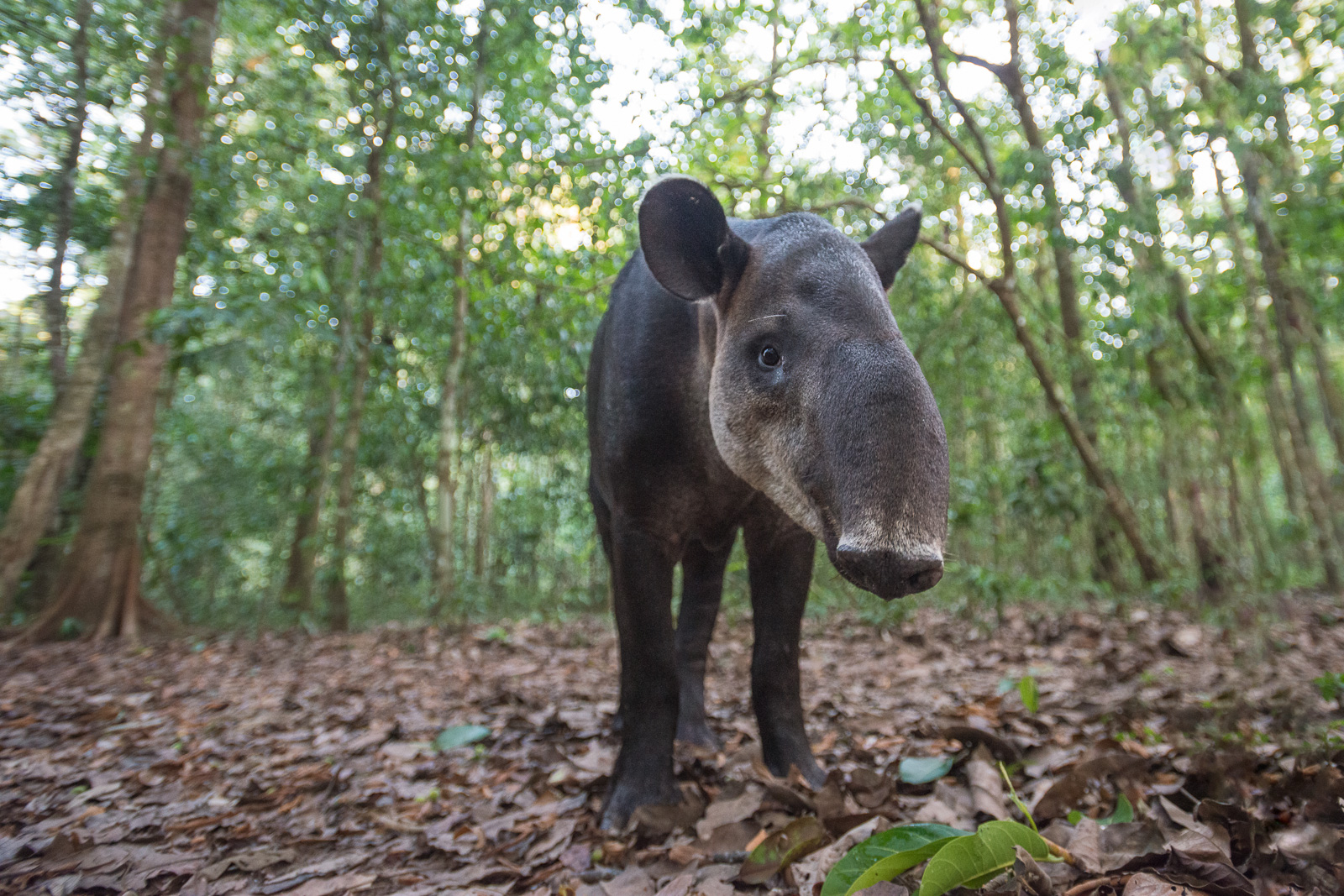 Baird's Tapir, Costa Rica