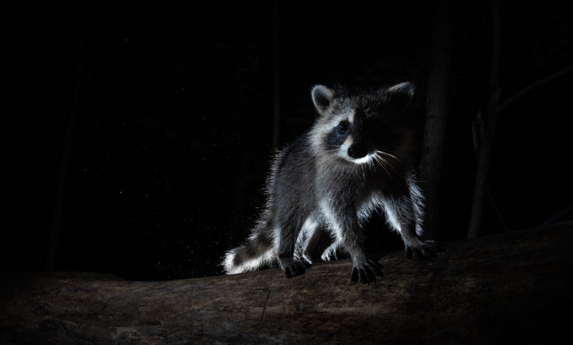 Baby Raccoon, Farmington, Connecticut
