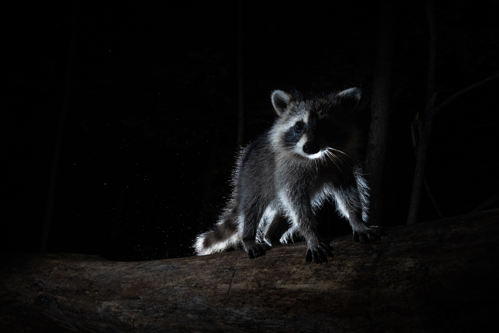 Baby Raccoon, Farmington, Connecticut
