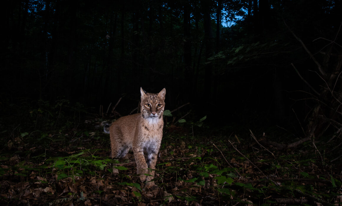 Bobcat, Farmington, Connecticut