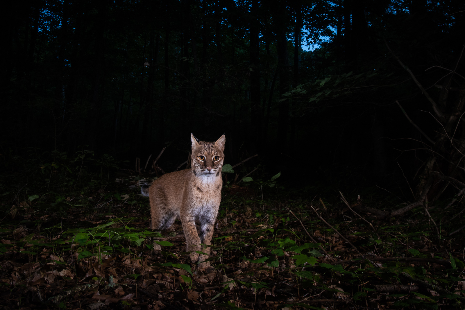 Bobcat, Farmington, Connecticut