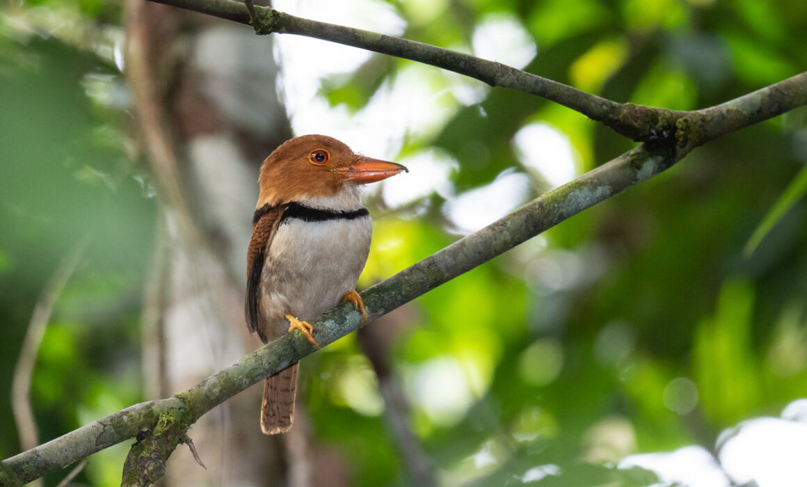 Collared Puffbird, Peru