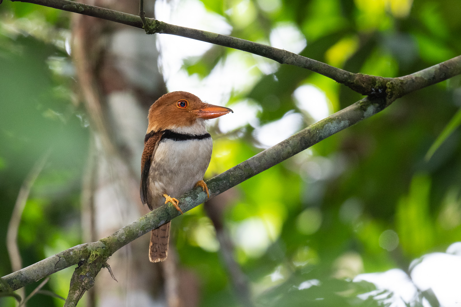 Collared Puffbird, Peru
