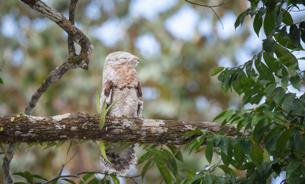 Common Potoo, Loreto, Peru