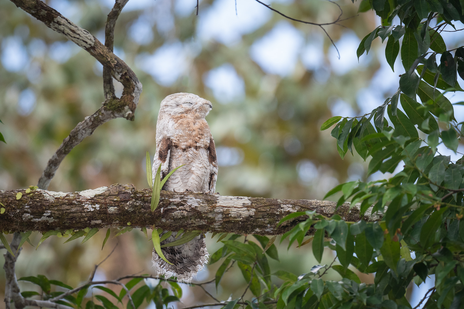 Common Potoo, Loreto, Peru