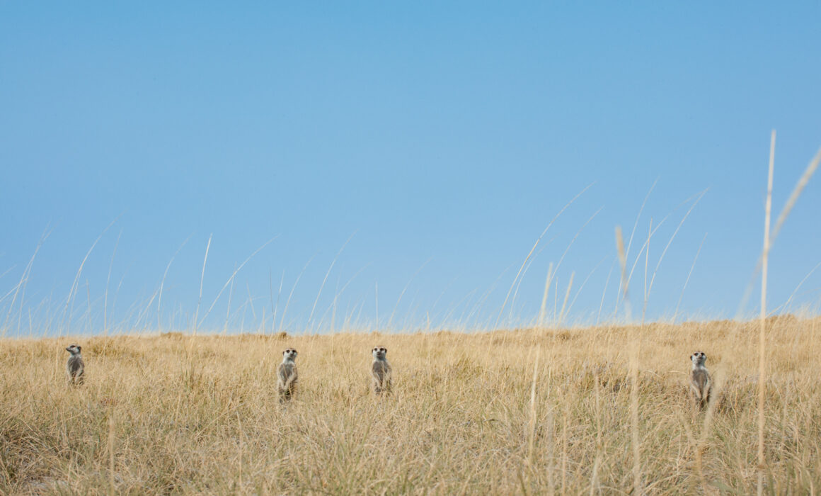 Meerkats, Botswana