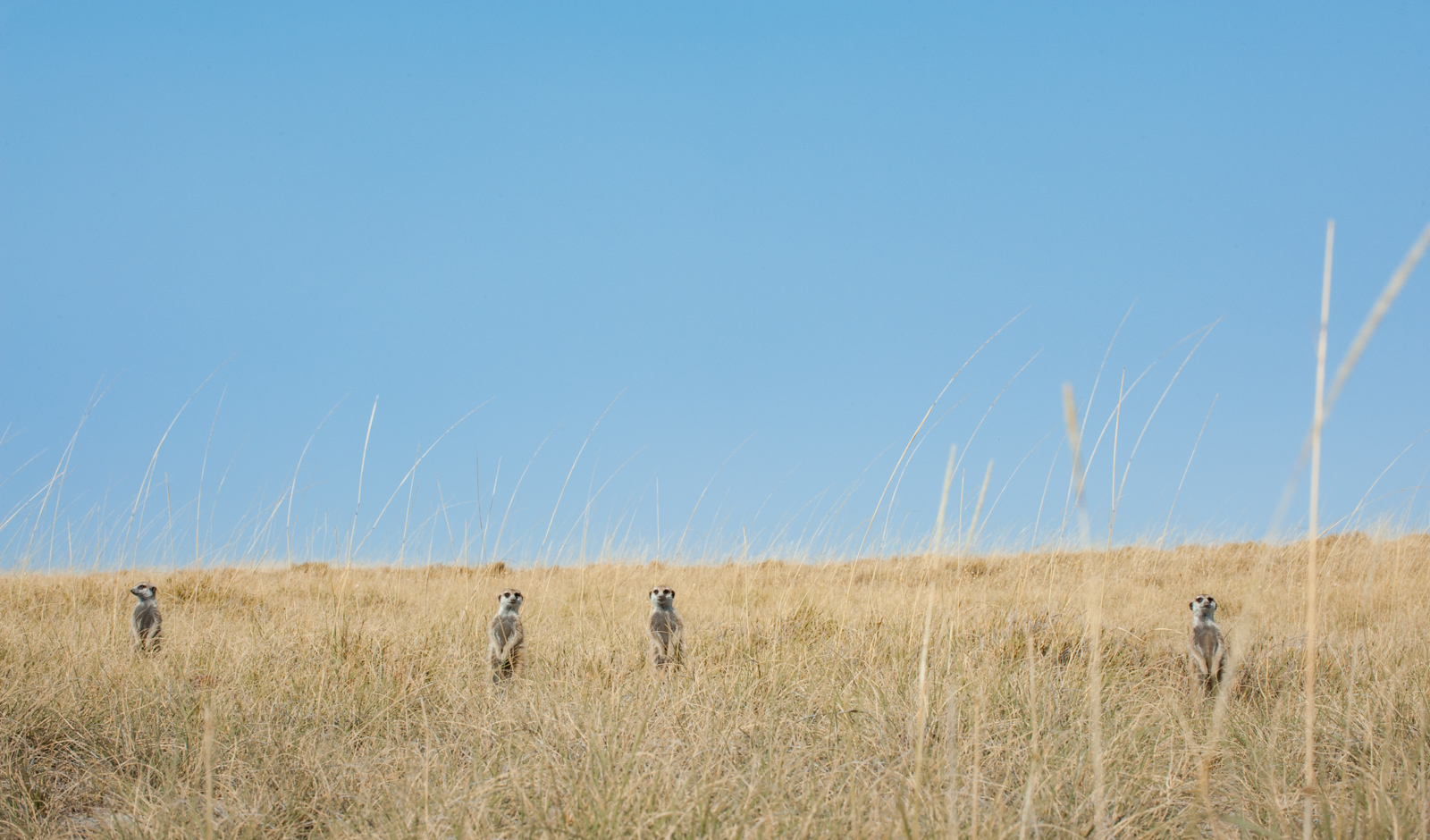 Meerkats, Botswana