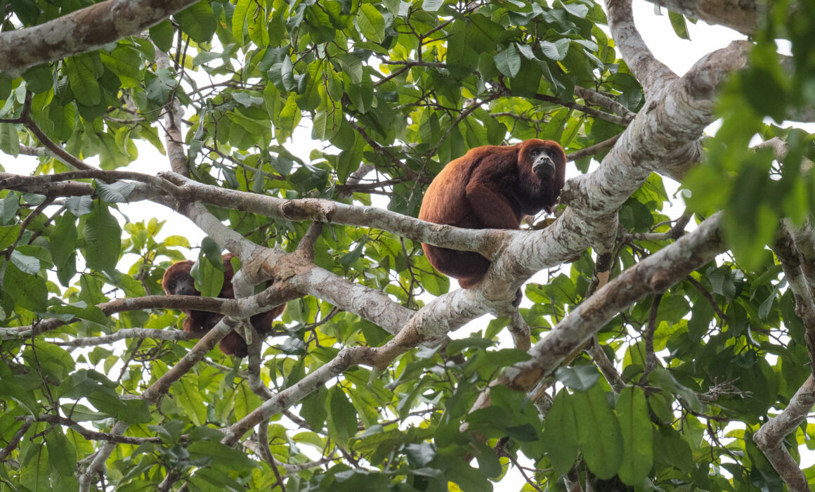 Red Howler Monkeys, Peru