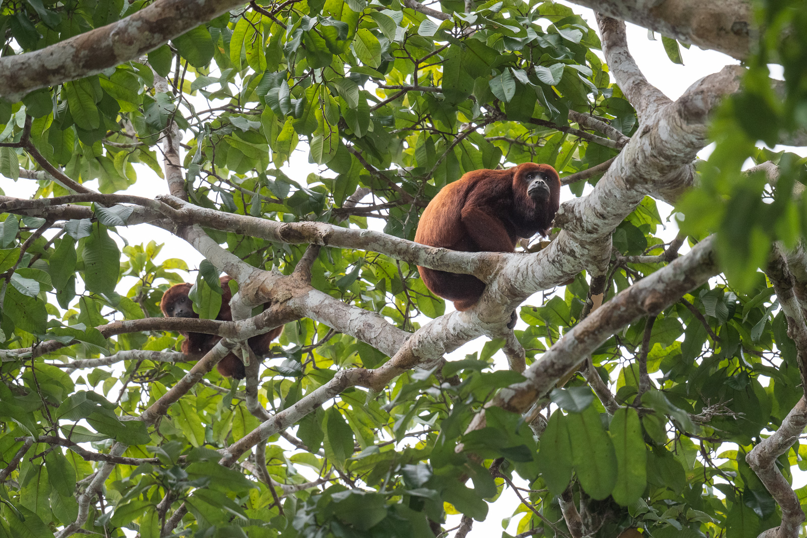 Red Howler Monkeys, Peru