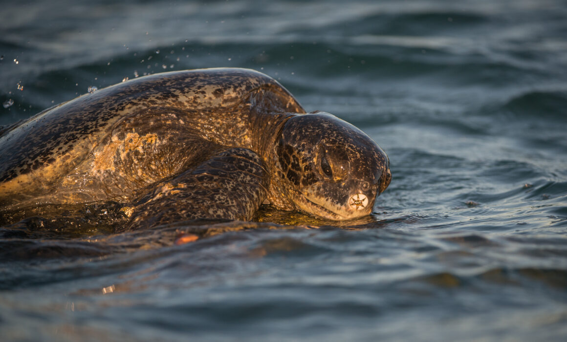 Pacific Green Sea Turtle, Galápagos Islands, Ecuador