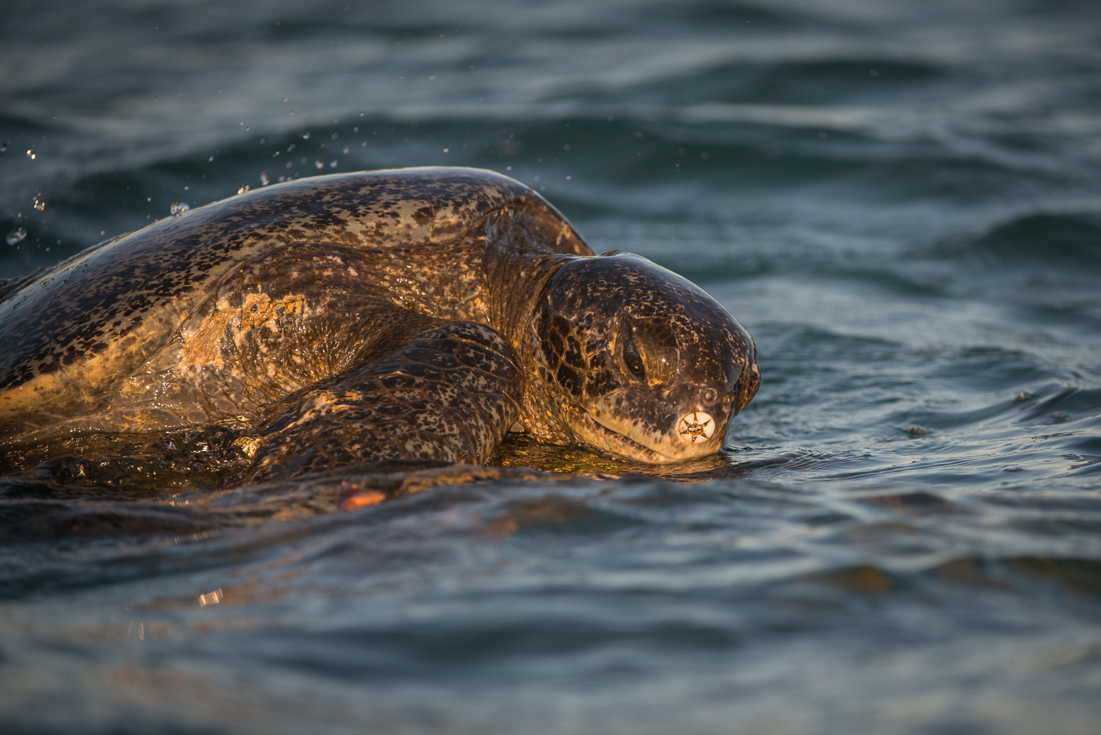 Pacific Green Sea Turtle, Galápagos Islands, Ecuador