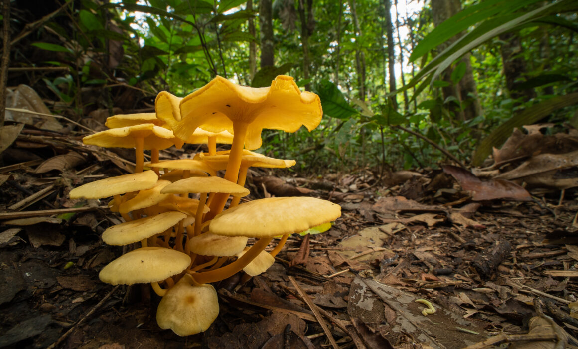 Yellow Mushrooms, Loreto, Peru