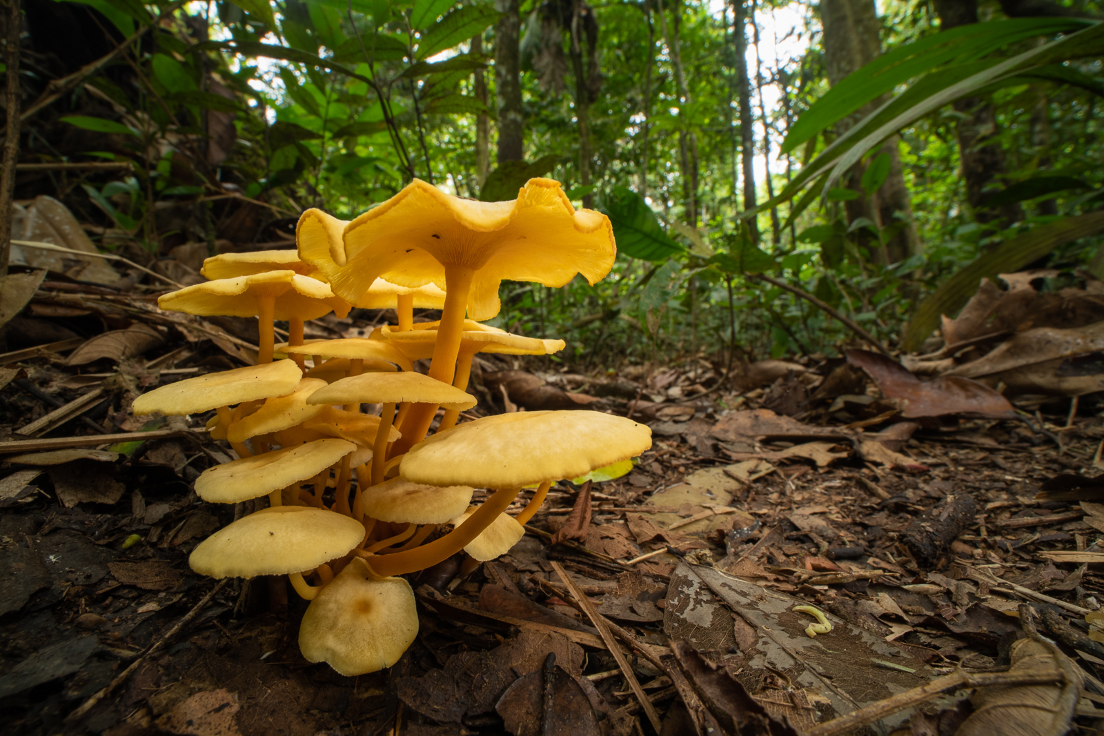 Yellow Mushrooms, Loreto, Peru