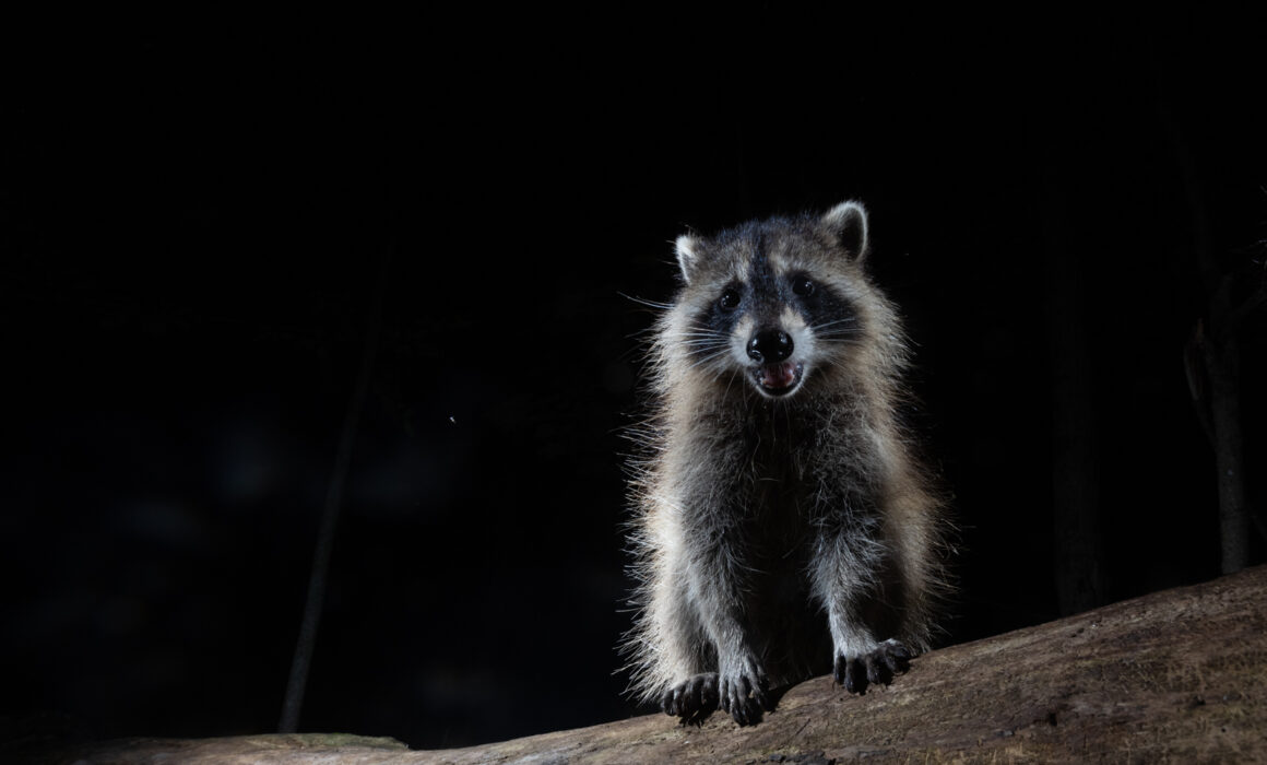 Raccoon, Farmington, Connecticut