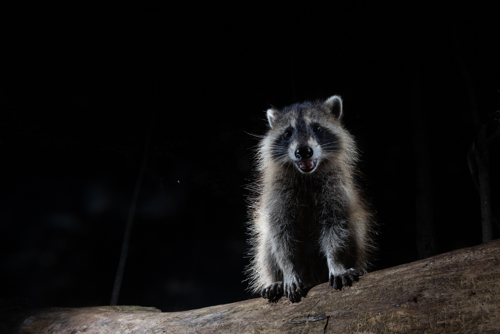 Raccoon, Farmington, Connecticut