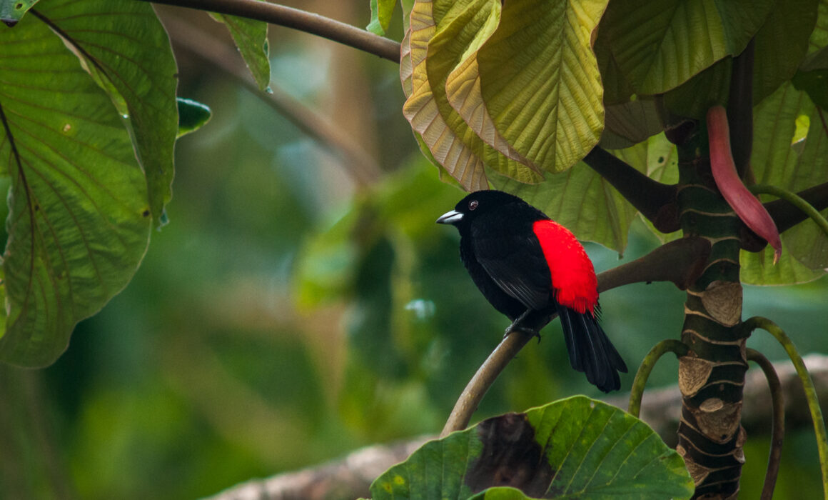Cherrie's Tanager, Costa Rica