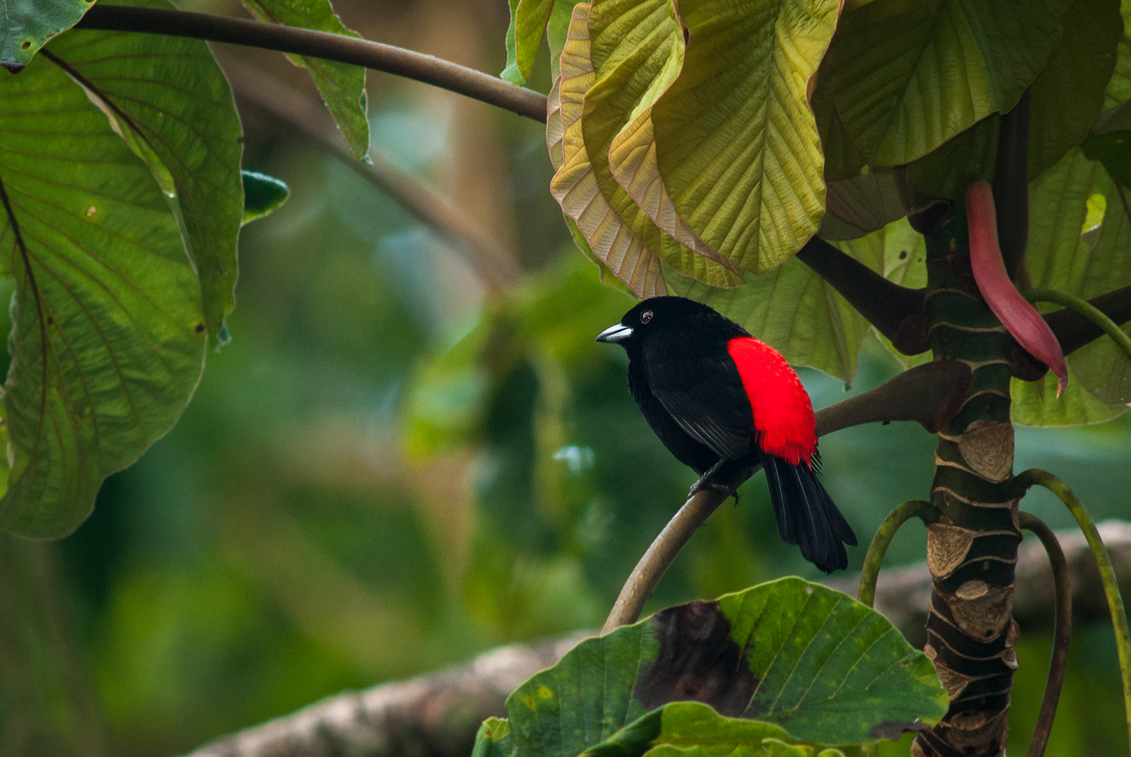 Cherrie's Tanager, Costa Rica