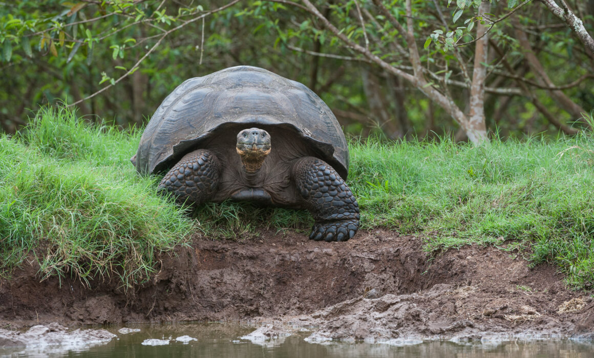 Galápagos Giant Tortoise, Santa Cruz Highlands, Ecuador