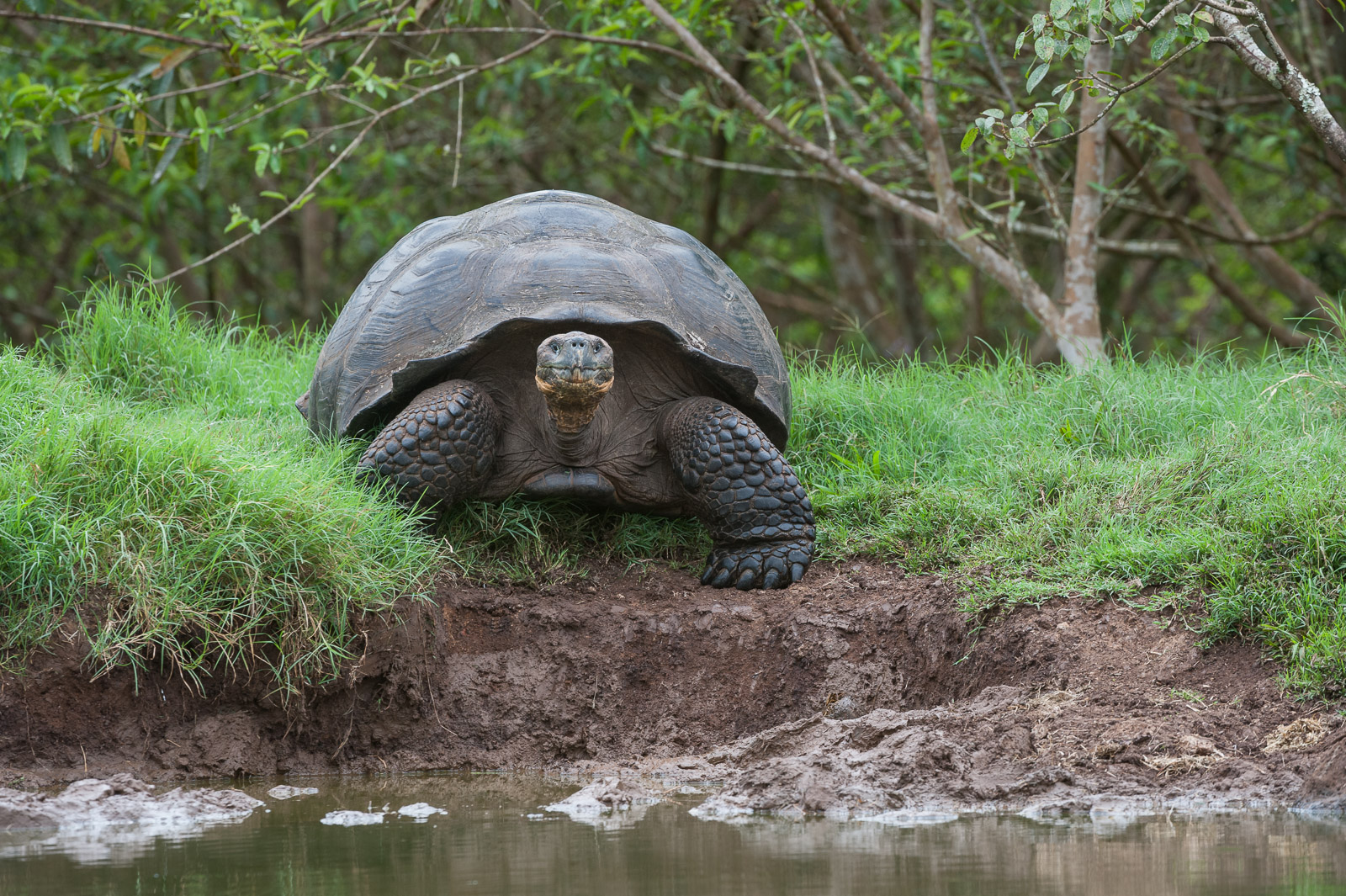 Galápagos Giant Tortoise, Santa Cruz Highlands, Ecuador