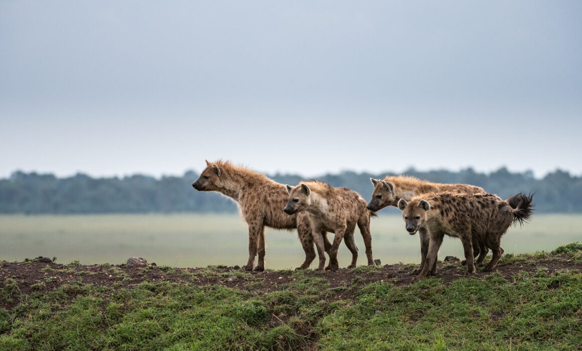 Spotted Hyenas, Kenya