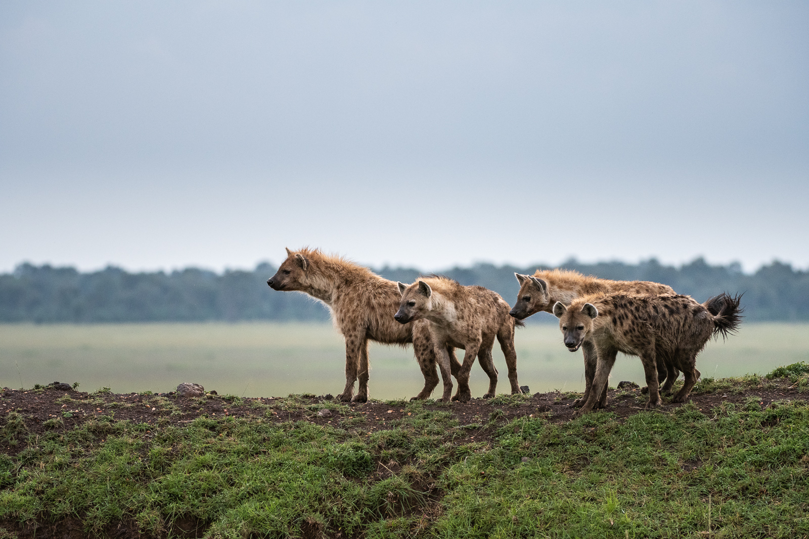 Spotted Hyenas, Kenya