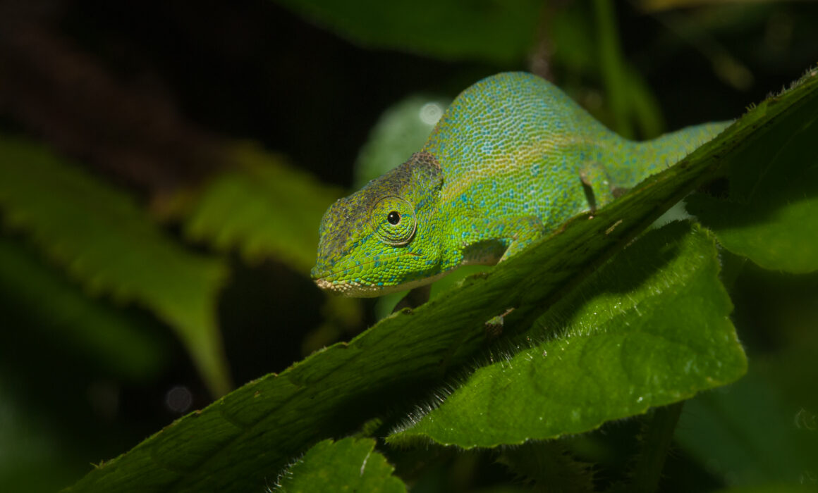 Malagasy Side-Striped Chameleon, Madagascar