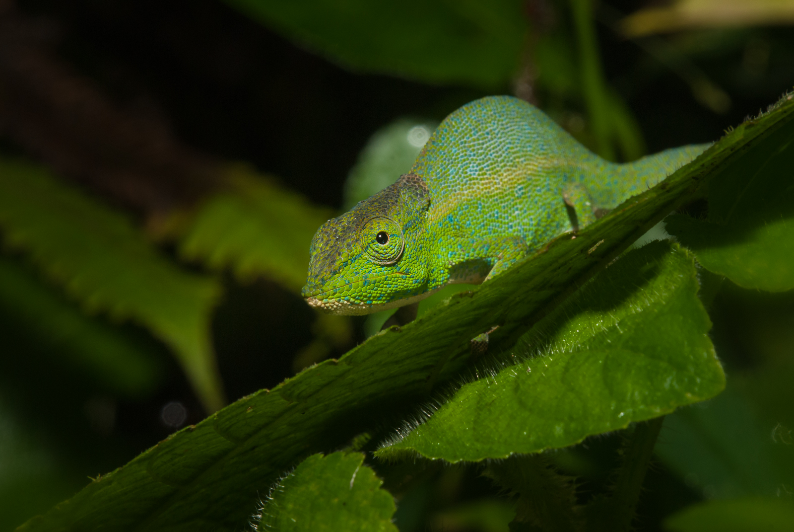 Malagasy Side-Striped Chameleon, Madagascar