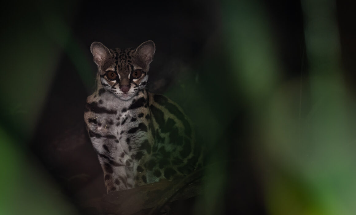Margay, Loreto, Peru
