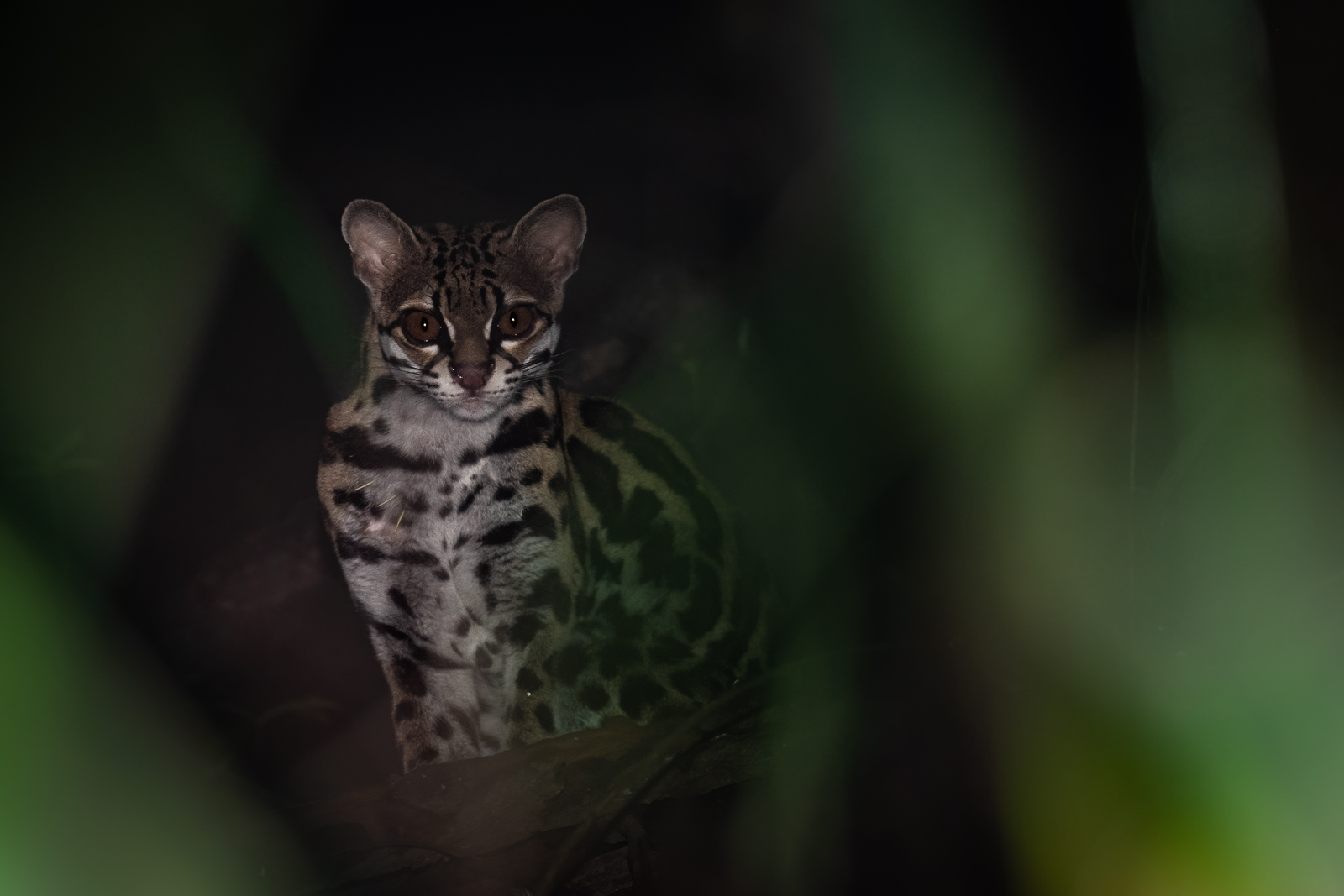 Margay, Loreto, Peru