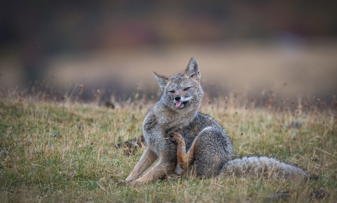 Patagonian Fox, Chile