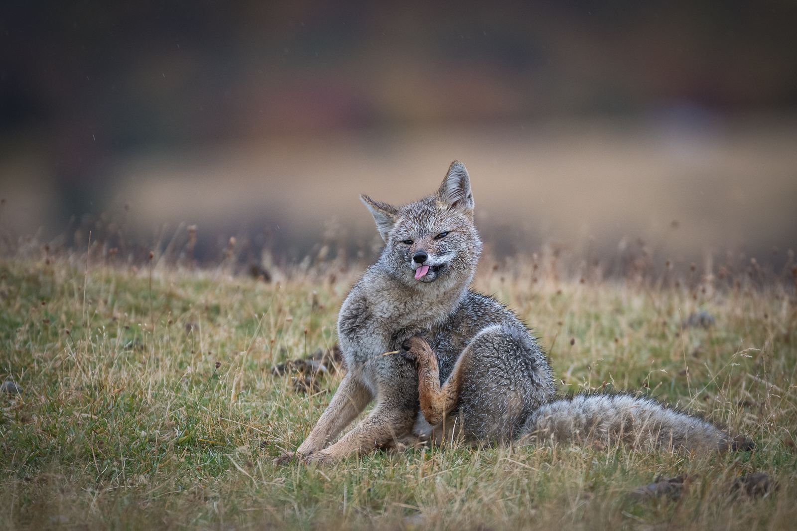 Patagonian Fox, Chile