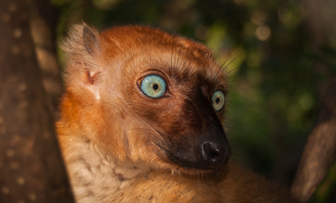 Blue-Eyed Black Lemur, Madagascar