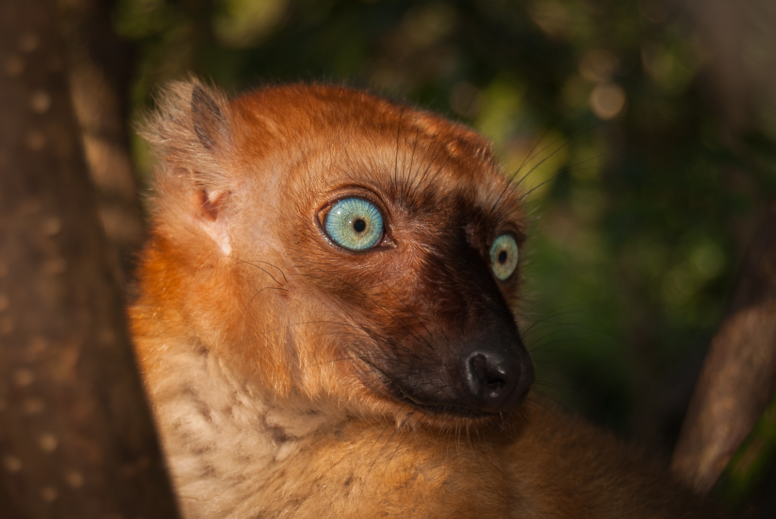 Blue-Eyed Black Lemur, Madagascar