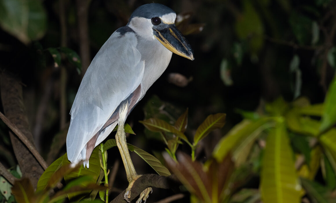 Boat-Billed Heron, Peruvian Amazon
