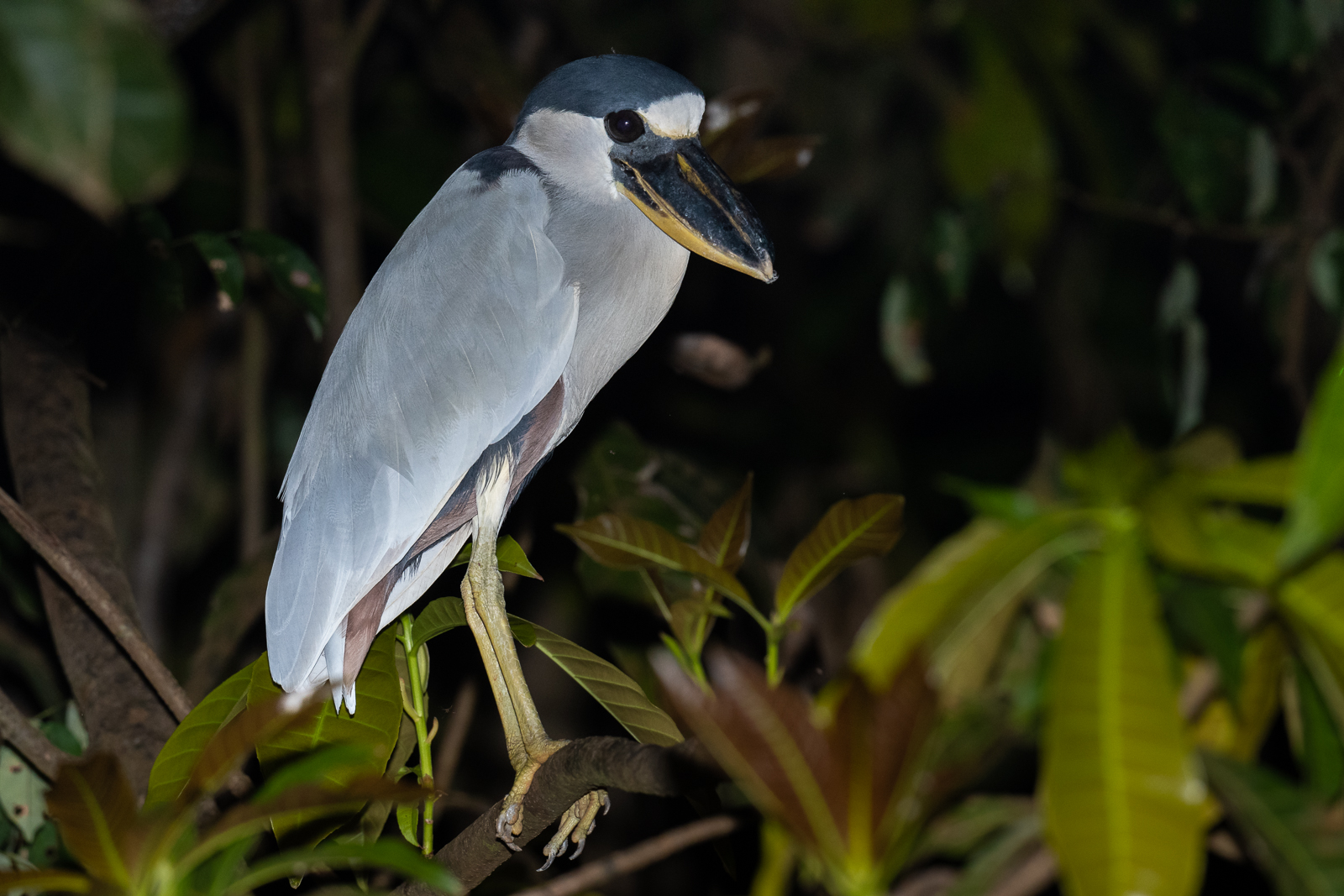 Boat-Billed Heron, Peruvian Amazon