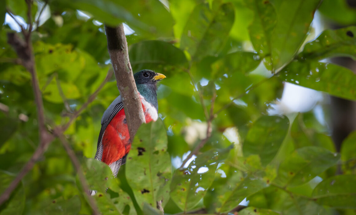 Collared Trogon, Loreto, Peru