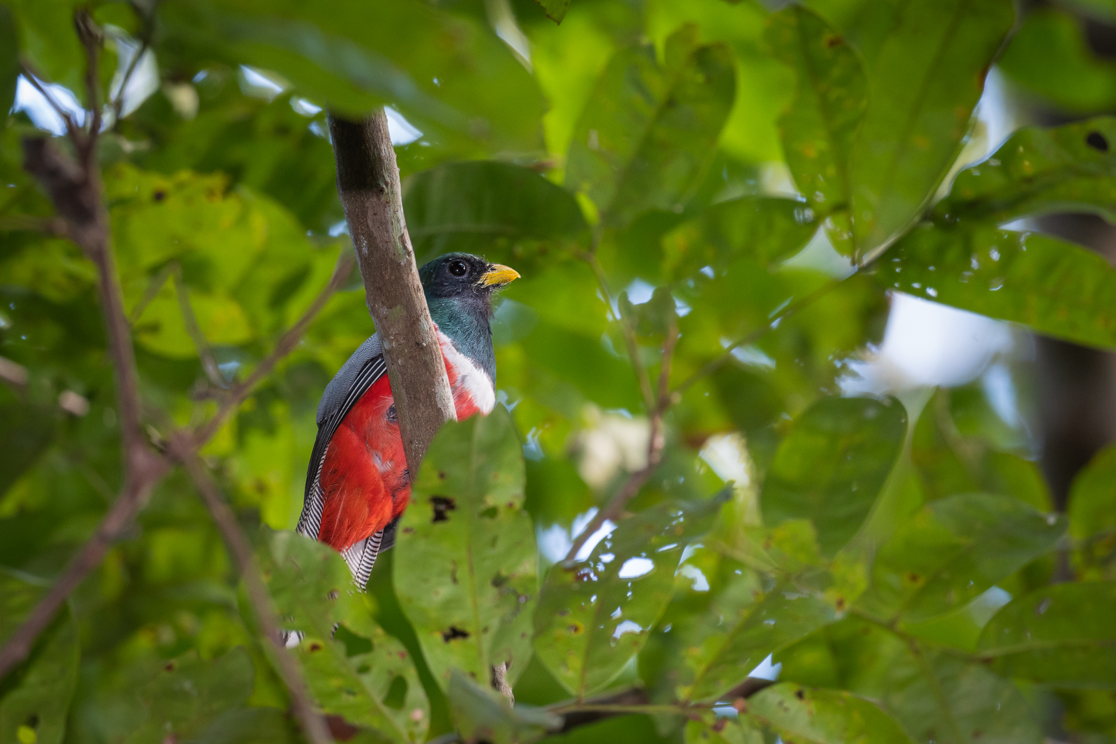 Collared Trogon, Loreto, Peru