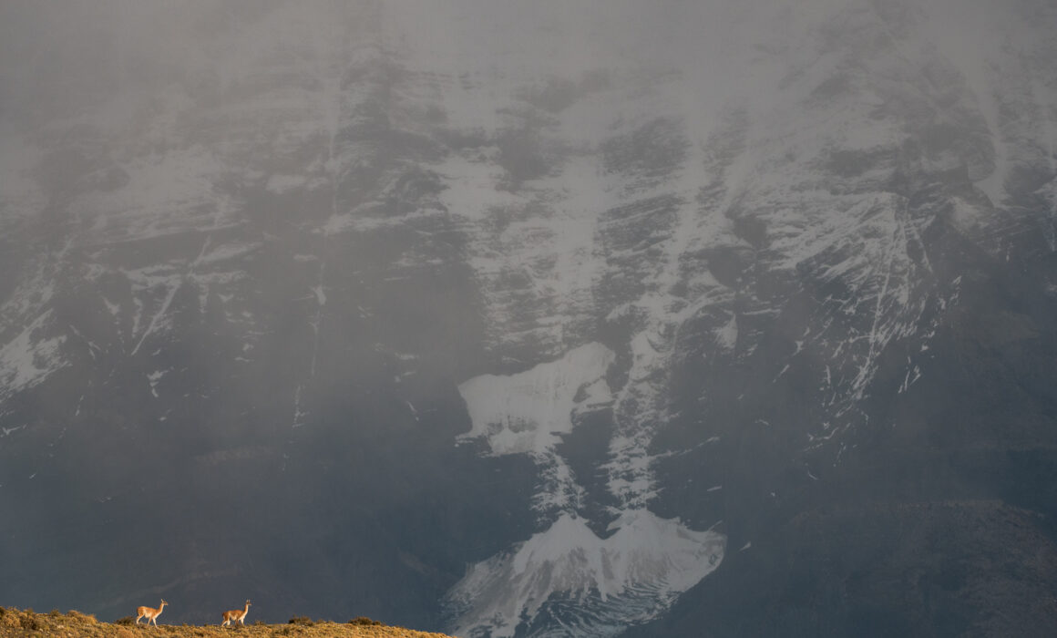 Guanacos, Chile
