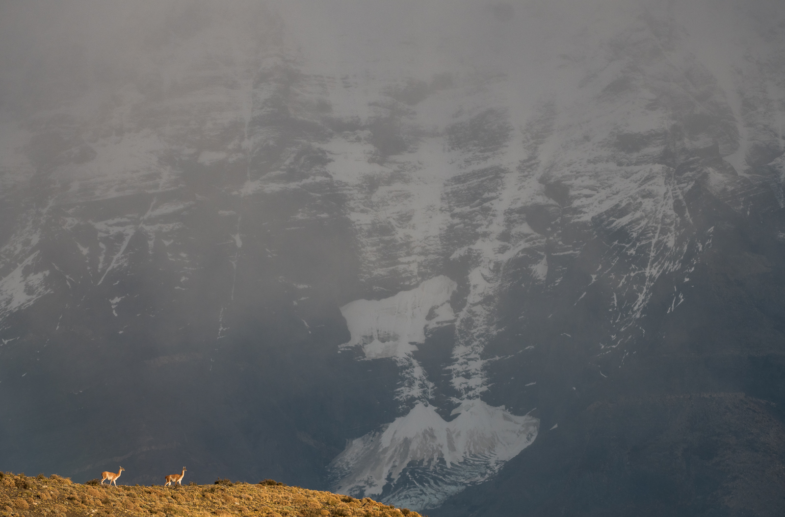 Guanacos, Chile