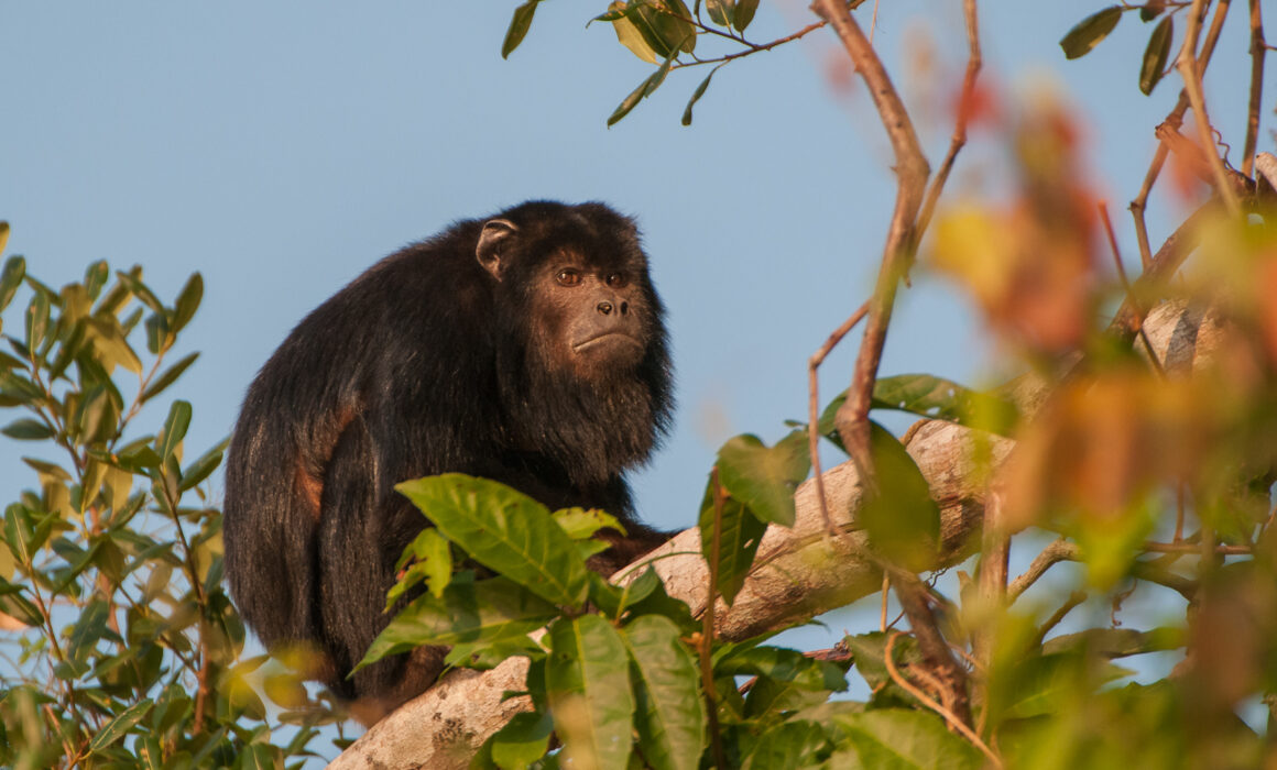 Howler Monkey, Brazil
