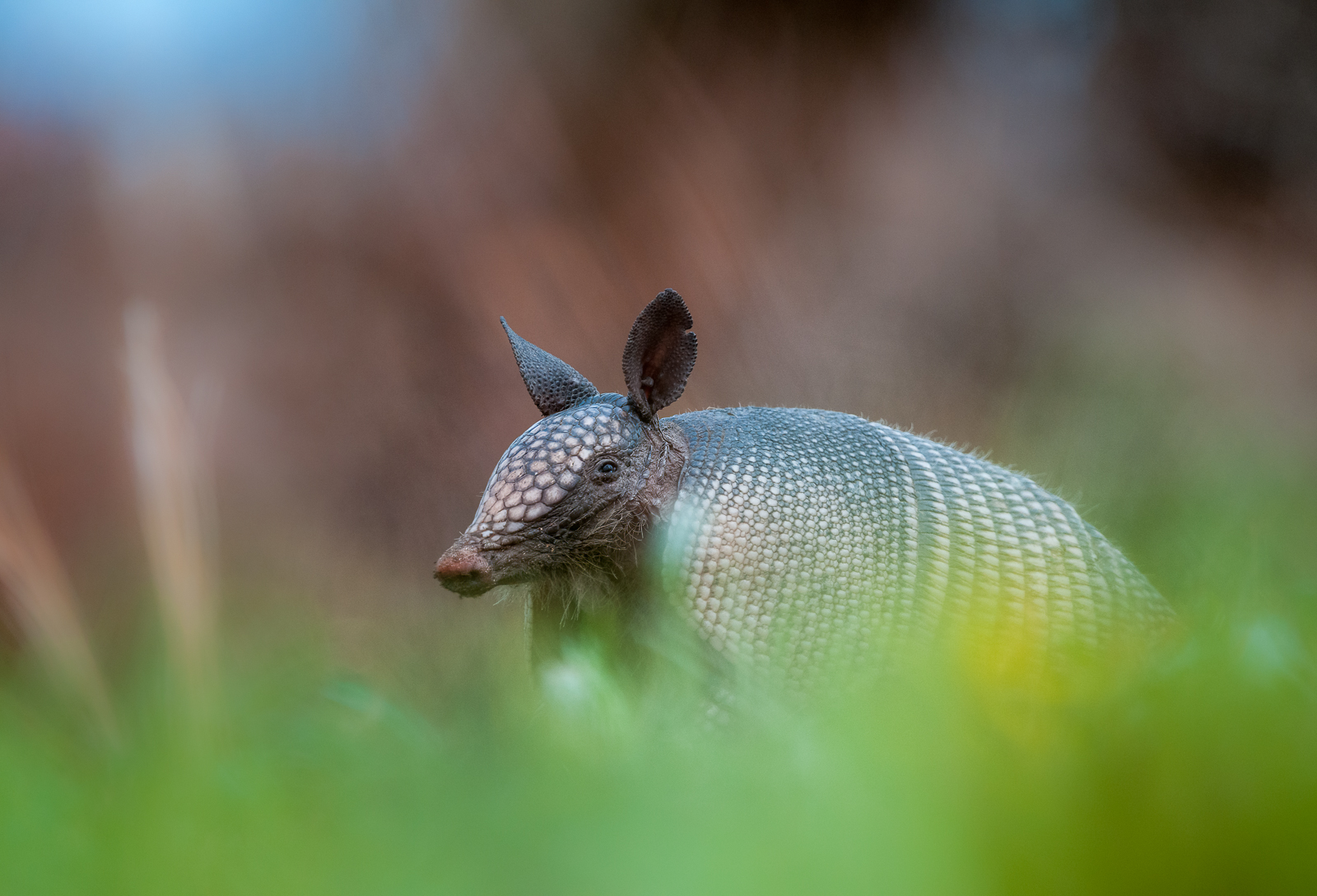 Nine-Banded Armadillo, Merritt Island, Florida