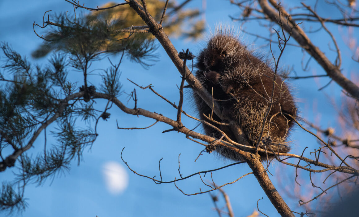 Porcupine, Northern Minnesota
