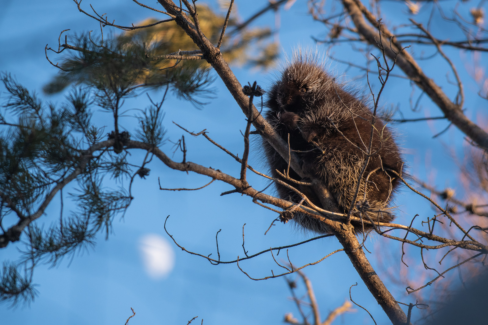 Porcupine, Northern Minnesota
