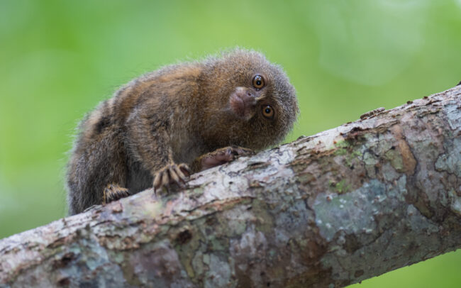 Pygmy Marmoset • Loreto, Peru