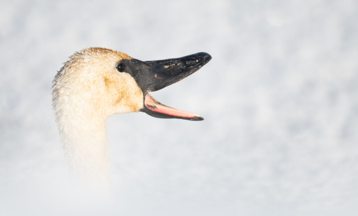 Trumpeter Swan, Northern Minnesota